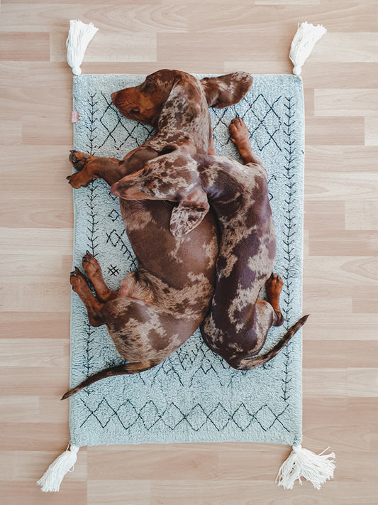 Bohoteppich für Fellnasen