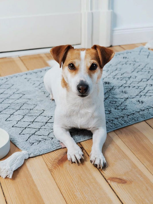 Bohoteppich für Fellnasen