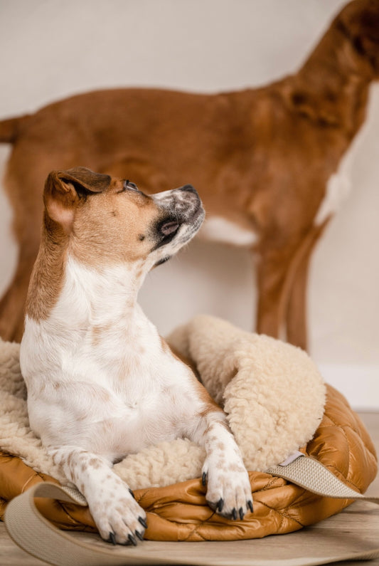 Teddy Dog Bag - Reisebettchen - Cognac