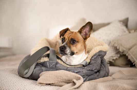 Teddy Dog Bag - Reisebettchen - Hellgrau