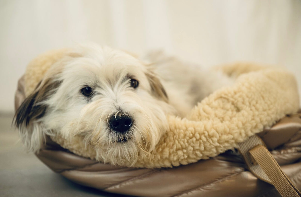 Teddy Dog Bag - Reisebettchen - Beige