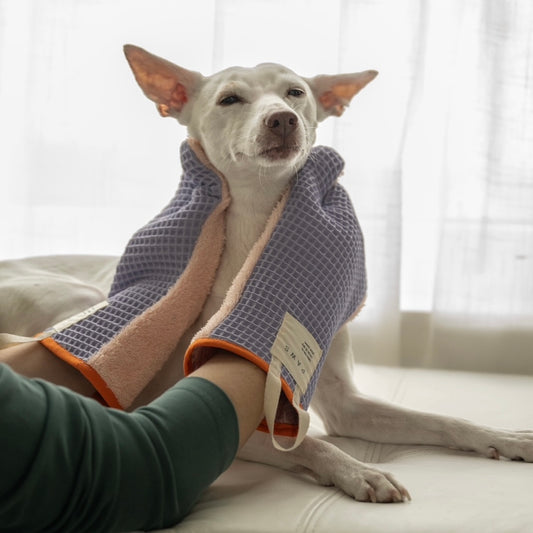 weisser Hund der mit Handschuhen aus Frottee abgerubbelt wird. Handschuhe Fliederfarben