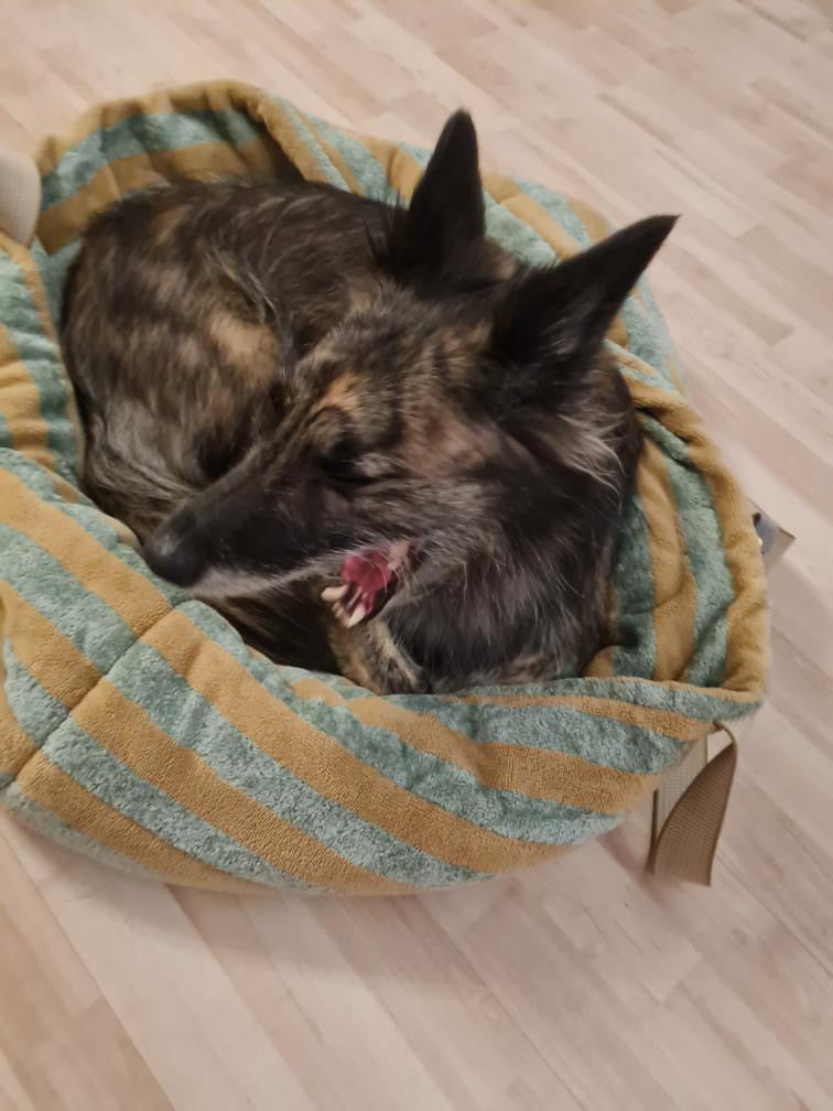 Frottee Dog Bag Salbei