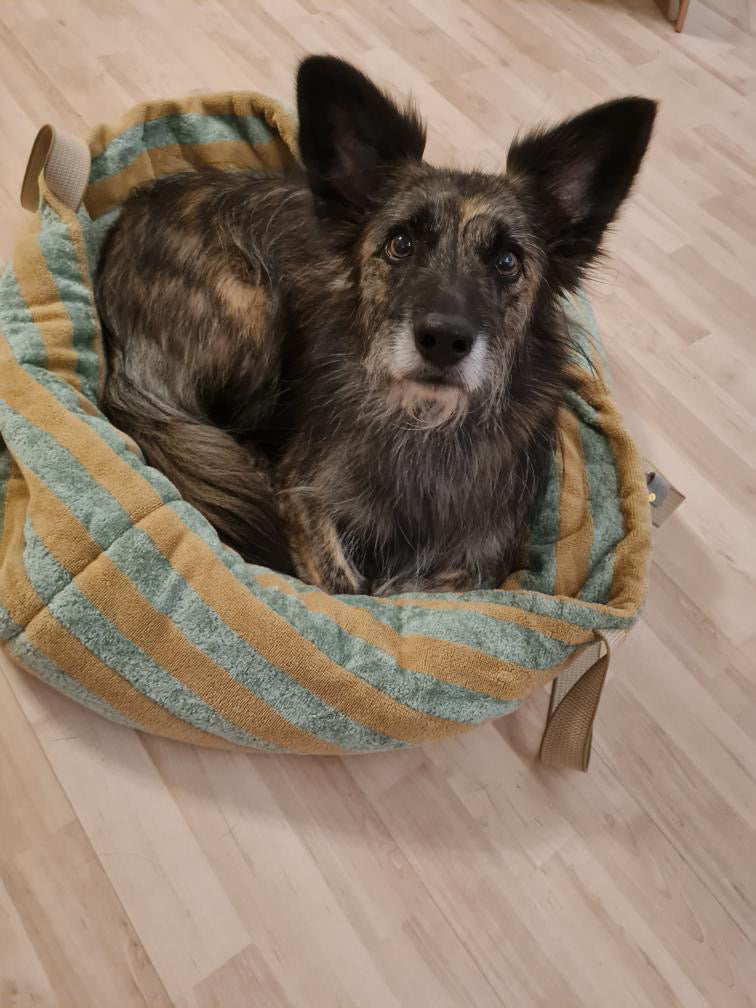 Frottee Dog Bag Salbei